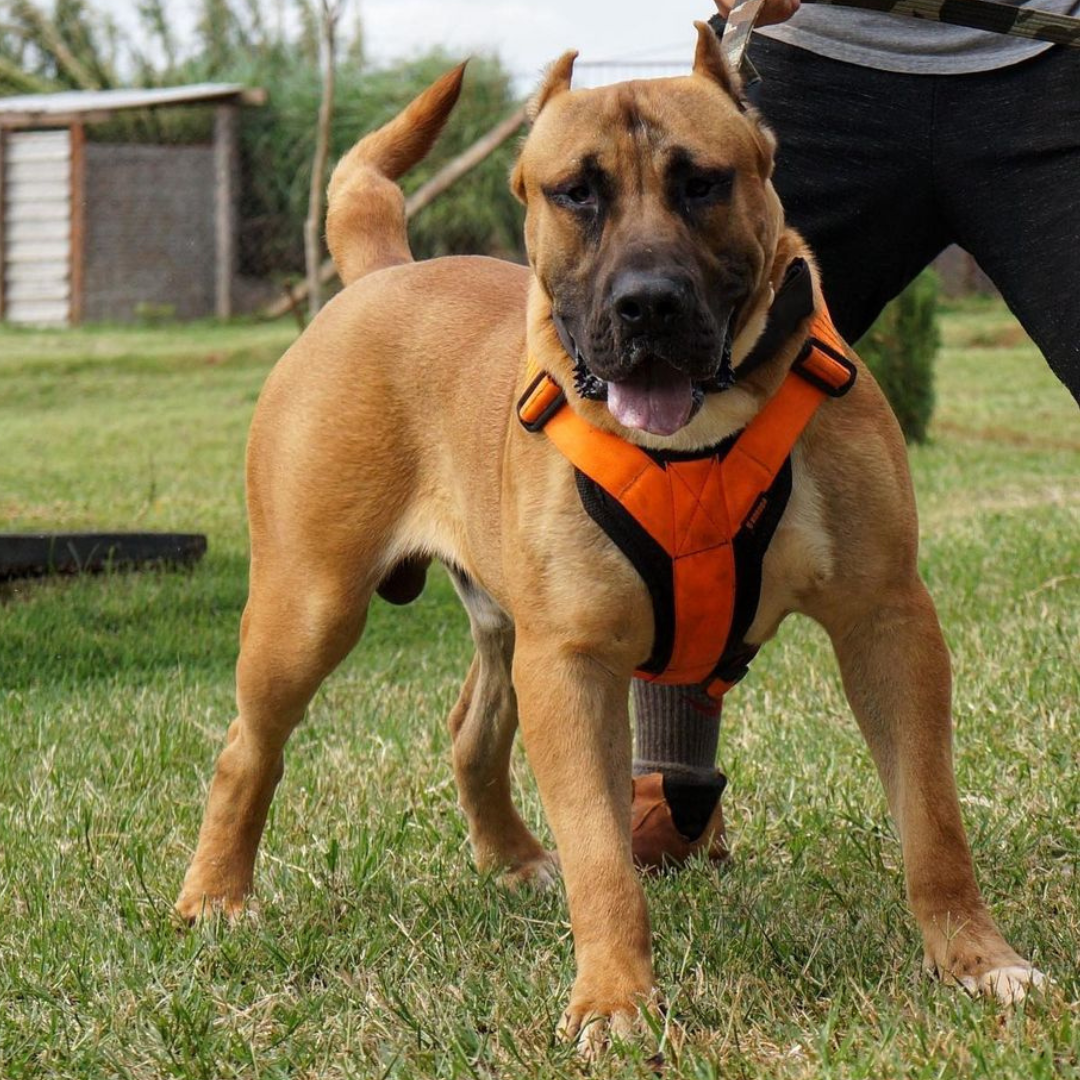 Bocanegra de Spartawildboys