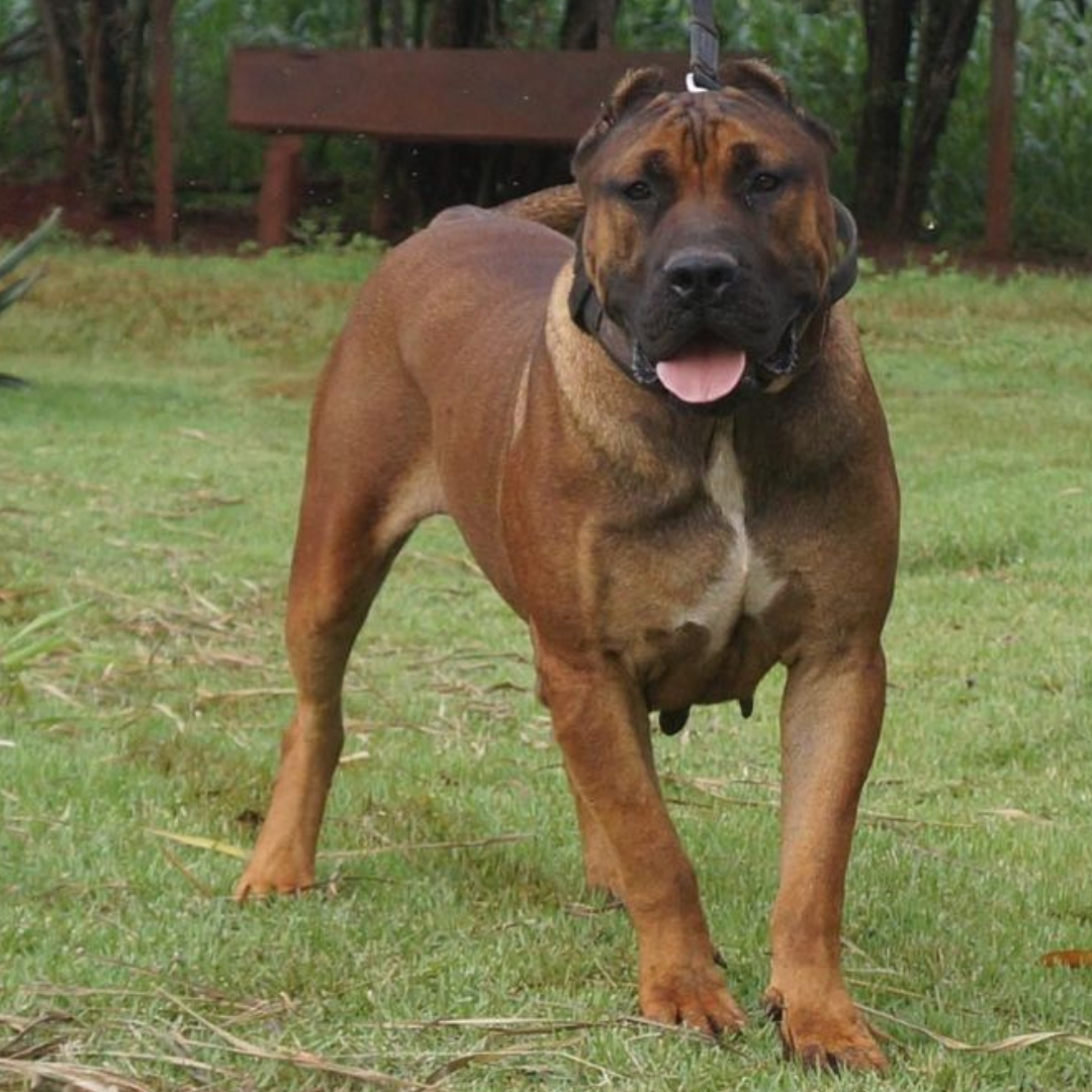 Makamba de Spartawildboyz